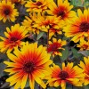 Heliopsis helianthoides v. scabra